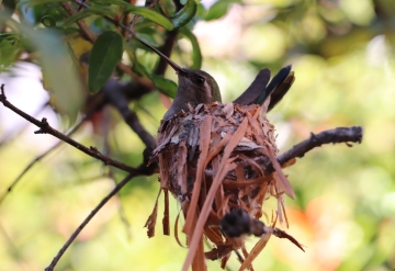 VUELA HASTA NUESTRO CONSEJO, UN REGALO DE NAVIDAD: NACE UNA CRÍA DE COLIBRÍ